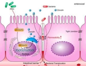 Leaky Gut